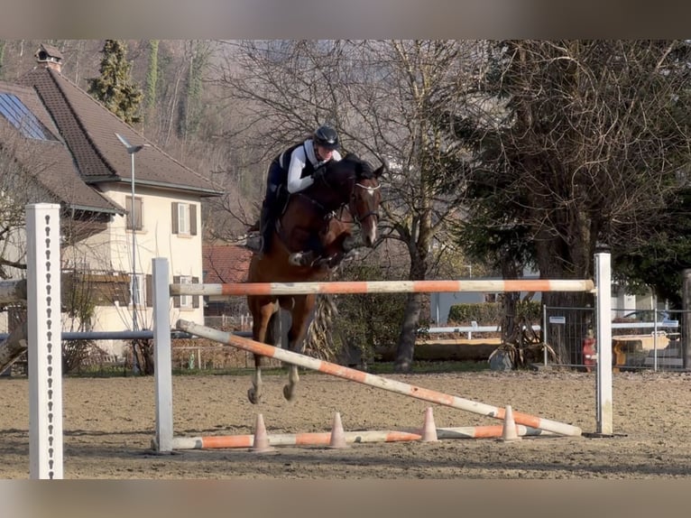 KWPN Gelding 11 years 16,1 hh Brown in Schlins