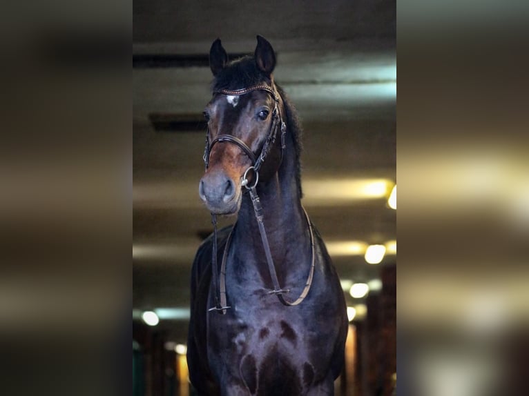 KWPN Gelding 11 years 16,1 hh Smoky-Black in Dębica