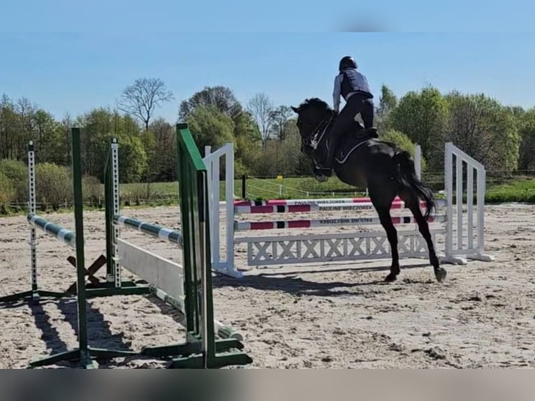 KWPN Gelding 11 years 16,1 hh Smoky-Black in Konikowo
