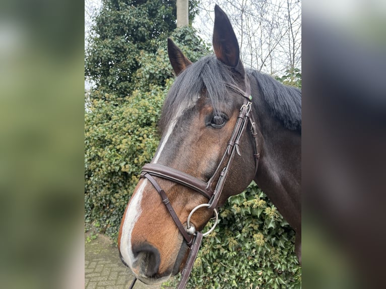 KWPN Gelding 11 years 16,2 hh Bay-Dark in RenswoudeRenswoude