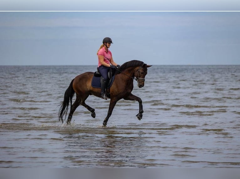 KWPN Gelding 11 years 16,2 hh Bay in Mol