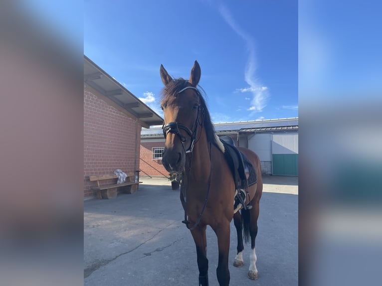KWPN Gelding 11 years 16,2 hh Brown in Freudenberg