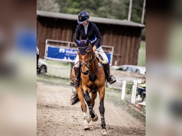 KWPN Gelding 11 years 16,2 hh Brown in Lemgo