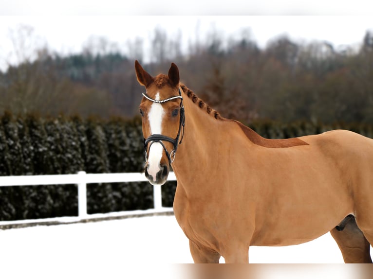 KWPN Gelding 11 years 16,2 hh Chestnut-Red in Schwäbisch Hall