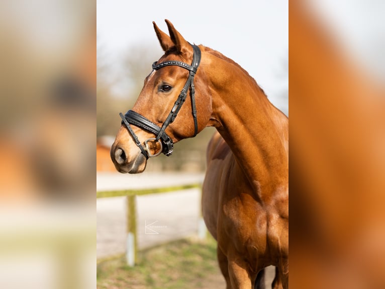 KWPN Gelding 11 years 16,2 hh Chestnut-Red in Meerbusch