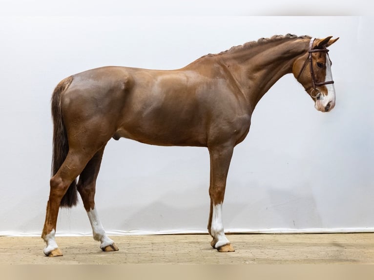 KWPN Gelding 11 years 16,2 hh  in GROTE-BROGEL