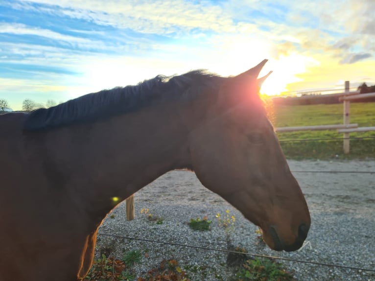 KWPN Gelding 11 years 16,3 hh Brown in Starnberg
