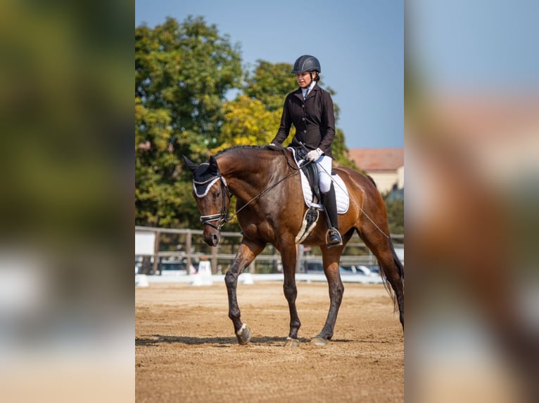 KWPN Gelding 11 years 17,1 hh Bay-Dark in Ostrava