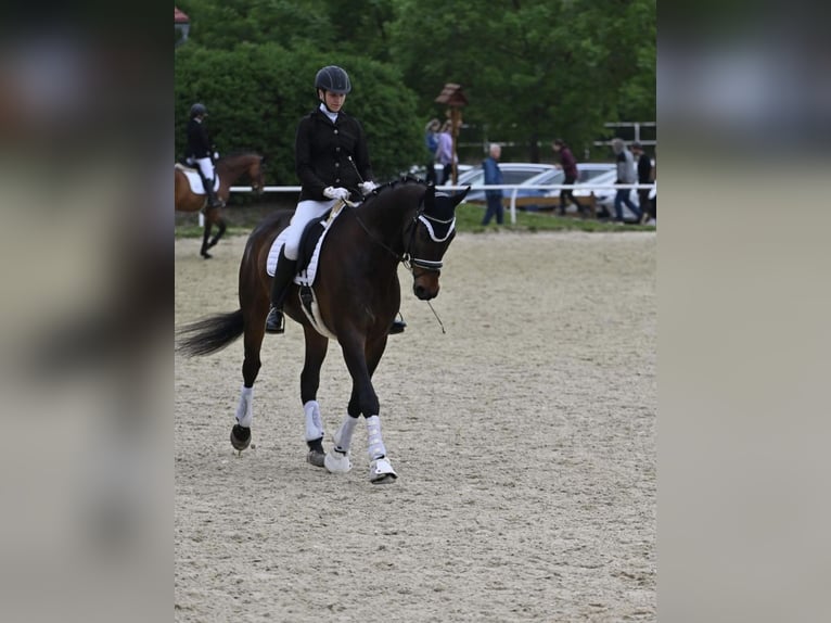 KWPN Gelding 11 years 17,1 hh Bay-Dark in Ostrava