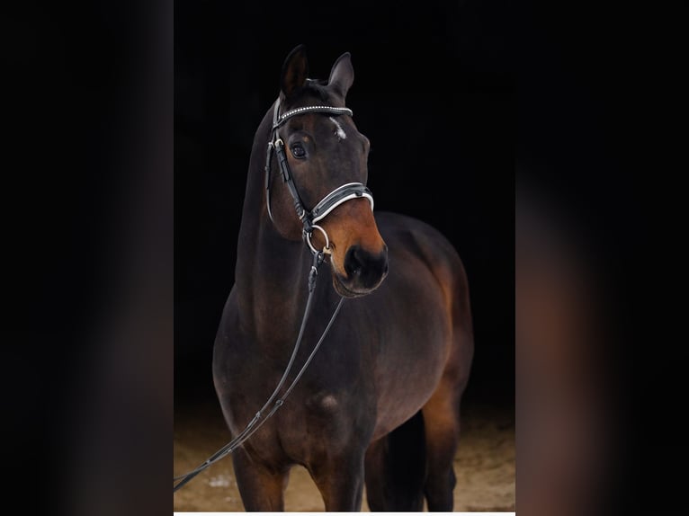 KWPN Gelding 11 years 17,1 hh Bay-Dark in Ostrava