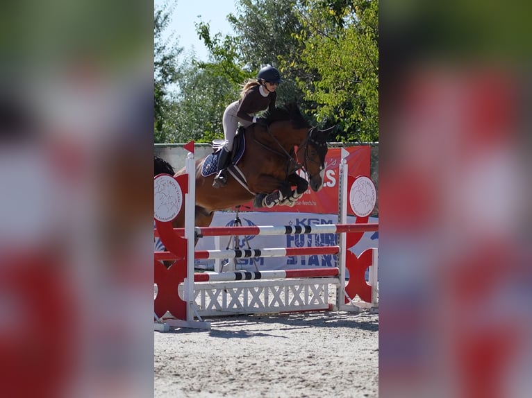 KWPN Gelding 11 years 17.1 hh Bay in Ajka