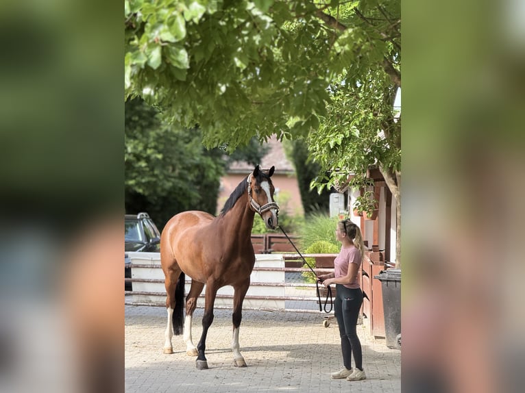 KWPN Gelding 11 years 17.1 hh Bay in Ajka