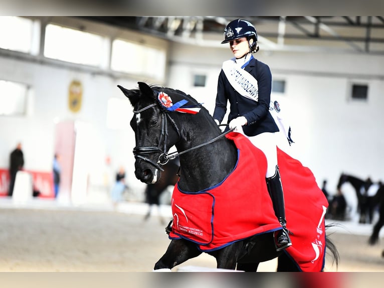 KWPN Gelding 11 years 17.1 hh Black in Solec