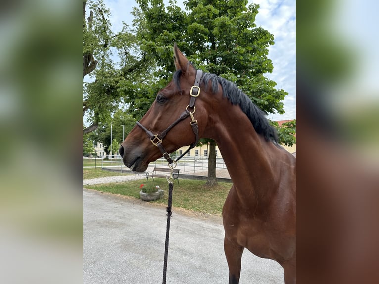 KWPN Gelding 11 years 17,3 hh Brown in Schladming