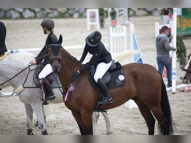 KWPN Gelding 11 years 17,3 hh Brown in Schladming