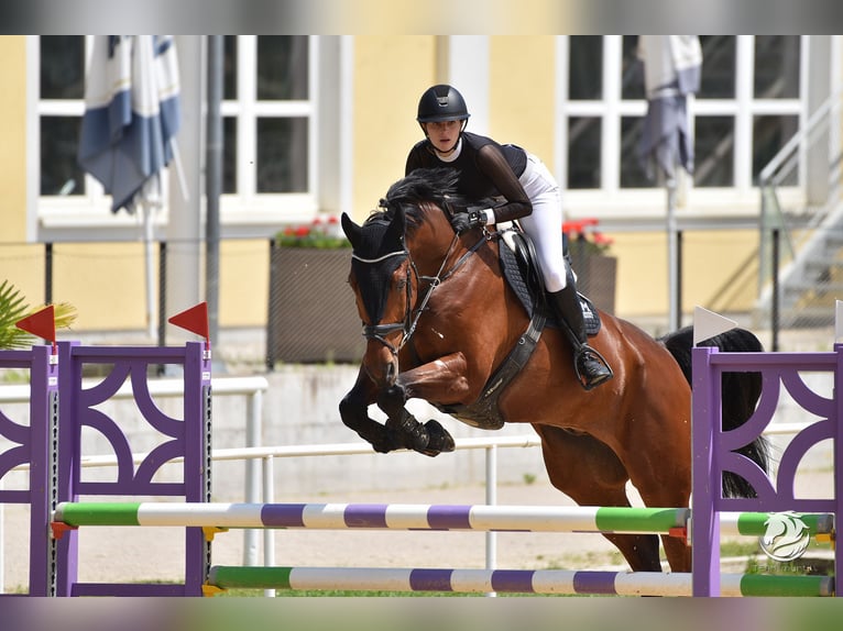 KWPN Gelding 11 years 17,3 hh Brown in Schladming