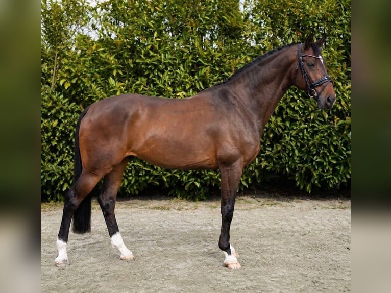 KWPN Gelding 11 years 17 hh Bay-Dark in Den Dungen