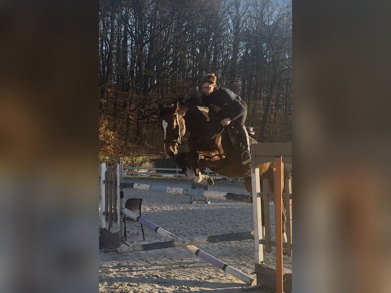 KWPN Gelding 11 years 17 hh Bay-Dark in Bolesławiec