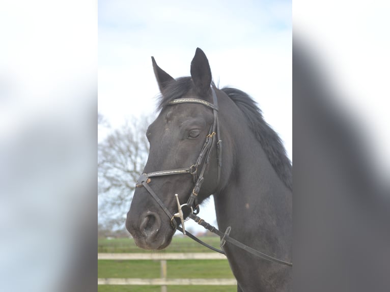 KWPN Gelding 11 years 17 hh Black in Breda