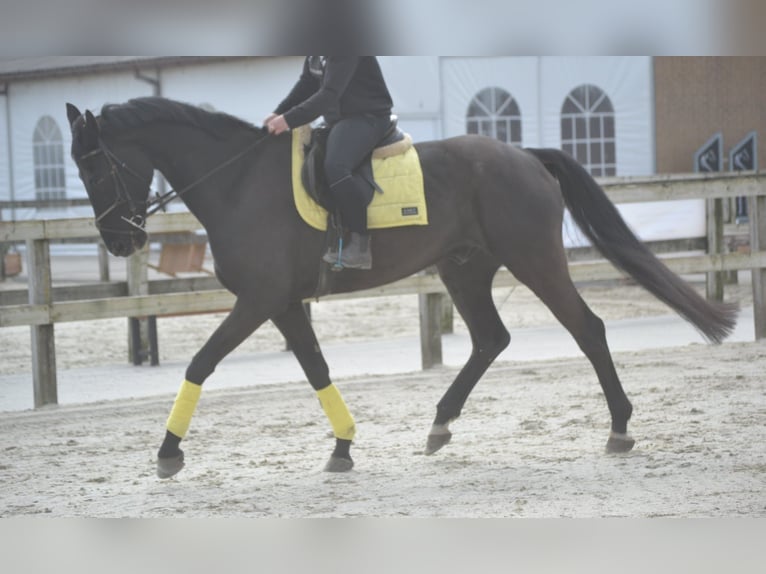 KWPN Gelding 11 years 17 hh Black in Breda