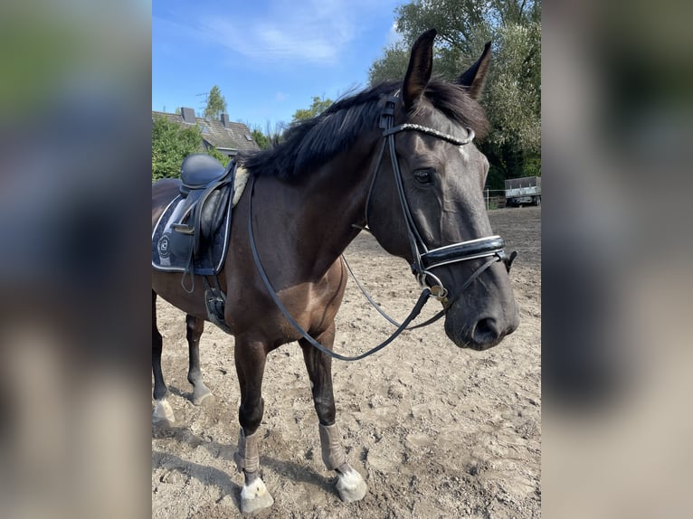 KWPN Gelding 11 years 17 hh Black in Oberhausen