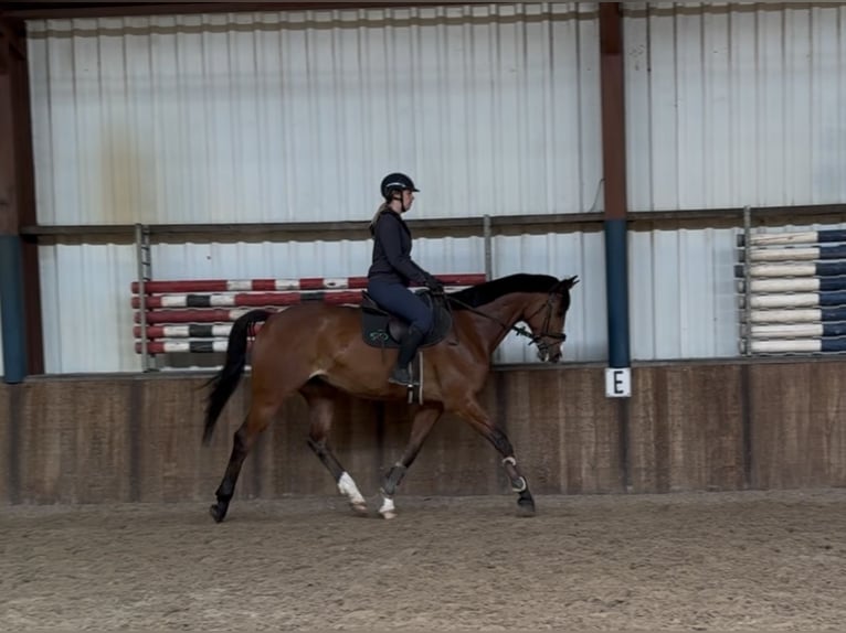 KWPN Gelding 11 years 17 hh Brown in Oud Gastel