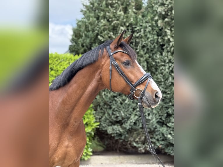 KWPN Gelding 11 years 17 hh Brown in Oud Gastel