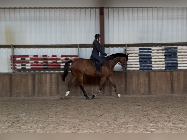 KWPN Gelding 11 years 17 hh Brown in Oud Gastel