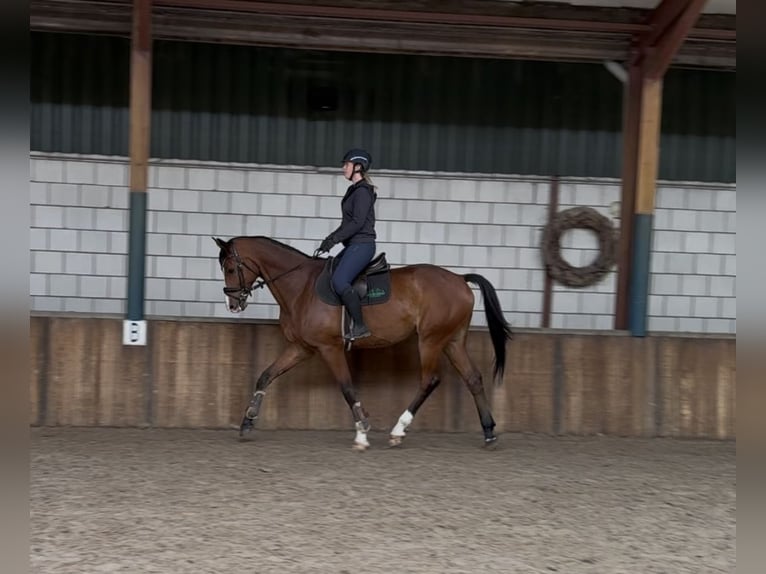 KWPN Gelding 11 years 17 hh Brown in Oud Gastel