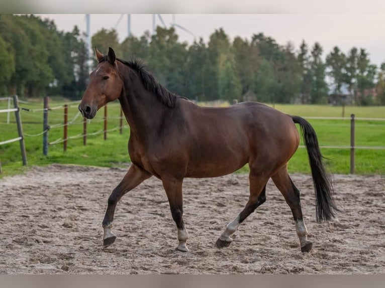 KWPN Gelding 11 years 17 hh Brown-Light in Madrid