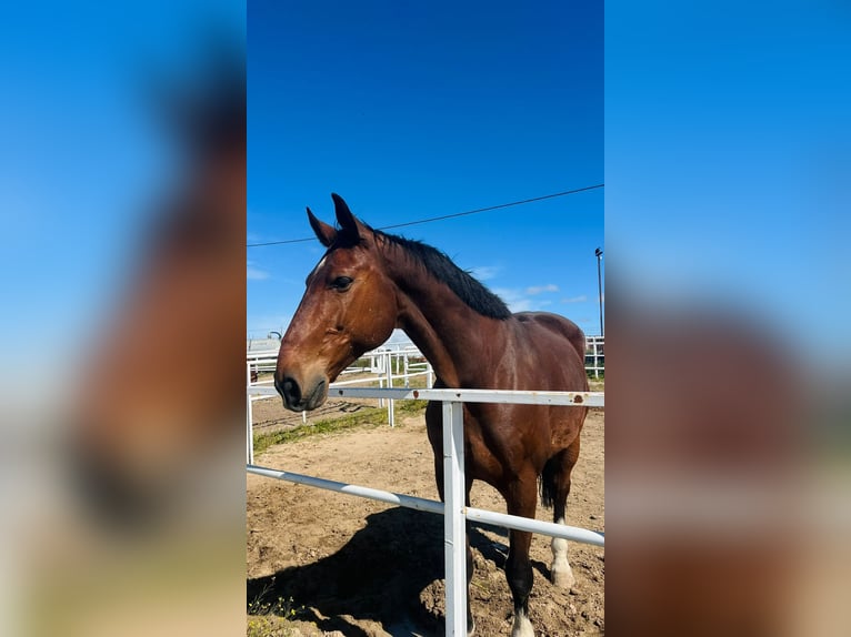 KWPN Gelding 11 years 17 hh Brown-Light in Madrid