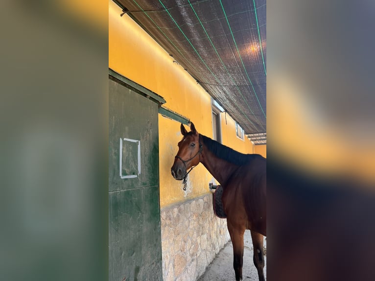KWPN Gelding 11 years 17 hh Brown-Light in Madrid