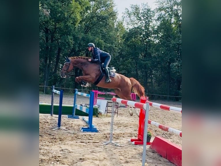 KWPN Gelding 11 years 17 hh Chestnut in Mladá Boleslav