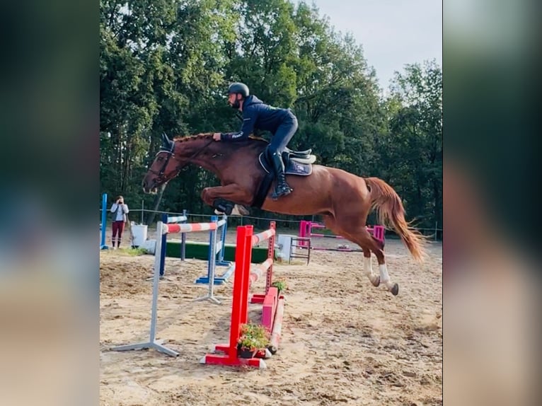 KWPN Gelding 11 years 17 hh Chestnut in Mladá Boleslav