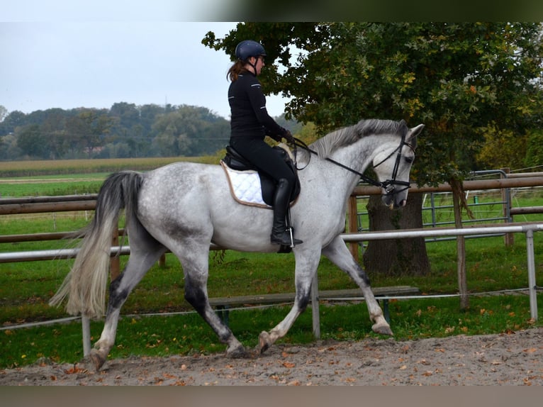 KWPN Gelding 11 years 17 hh Grey-Dapple in Greven