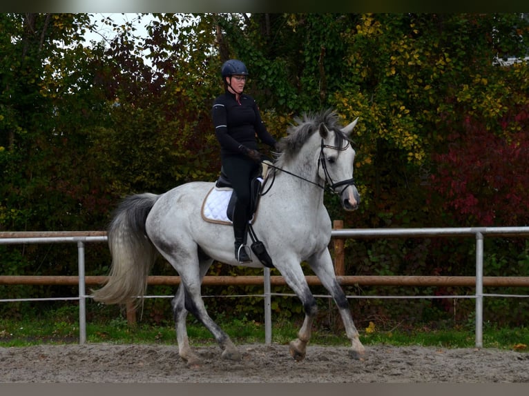 KWPN Gelding 11 years 17 hh Grey-Dapple in Greven