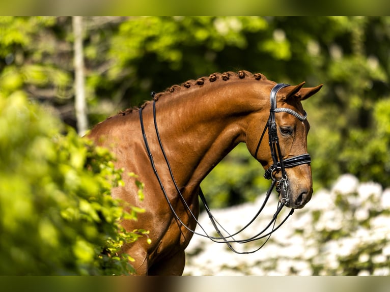 KWPN Gelding 11 years 17 hh Sorrel in Oud Gastel