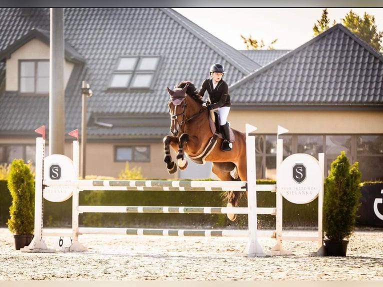KWPN Gelding 11 years 17,1 hh Bay in Kale&#x144;-towarzystwo, Warsaw
