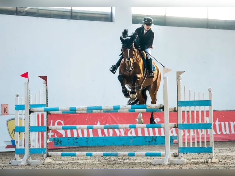 KWPN Gelding 11 years 17,1 hh Bay in Kale&#x144;-towarzystwo, Warsaw