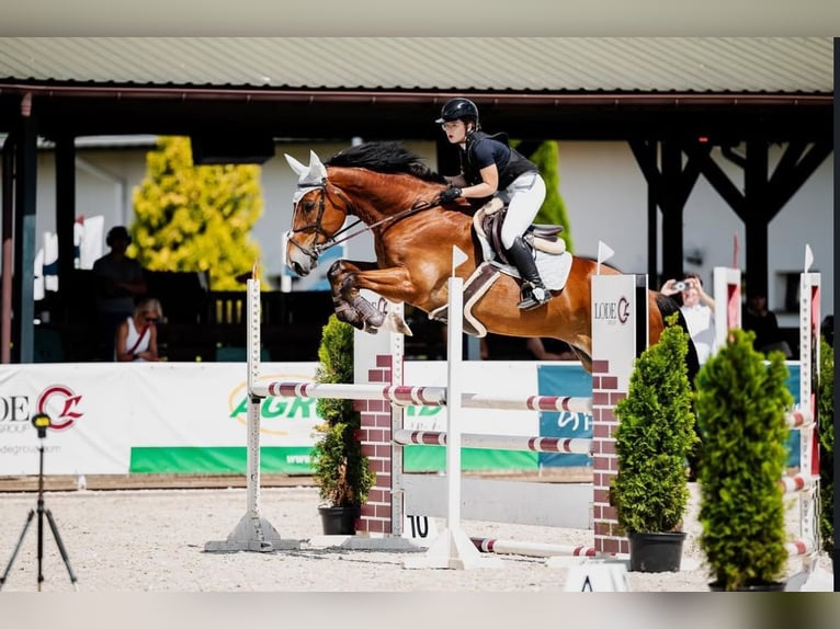 KWPN Gelding 11 years 17,1 hh Bay in Kale&#x144;-towarzystwo, Warsaw
