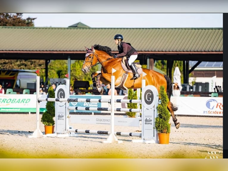 KWPN Gelding 11 years 17,1 hh Bay in Kale&#x144;-towarzystwo, Warsaw