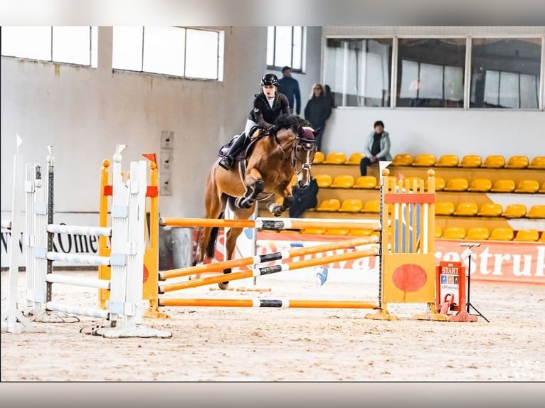 KWPN Gelding 11 years 17,1 hh Bay in Kale&#x144;-towarzystwo, Warsaw