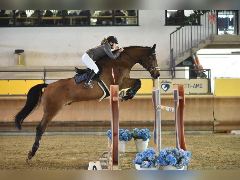 KWPN Gelding 11 years 17,2 hh Bay in Wallisellen
