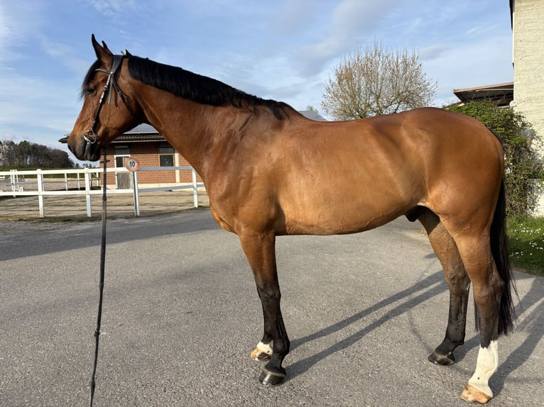 KWPN Gelding 11 years 17,2 hh Bay in Wallisellen