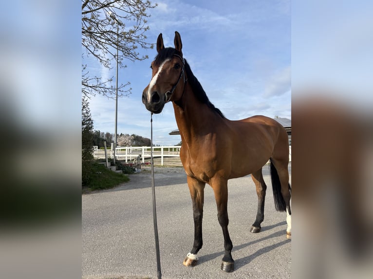 KWPN Gelding 11 years 17,2 hh Bay in Wallisellen