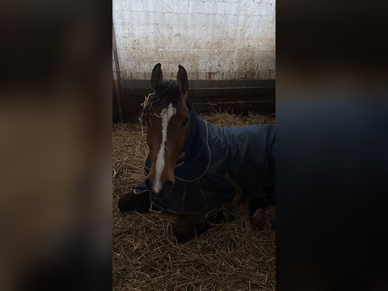 KWPN Gelding 11 years 17,2 hh Bay in Wallisellen