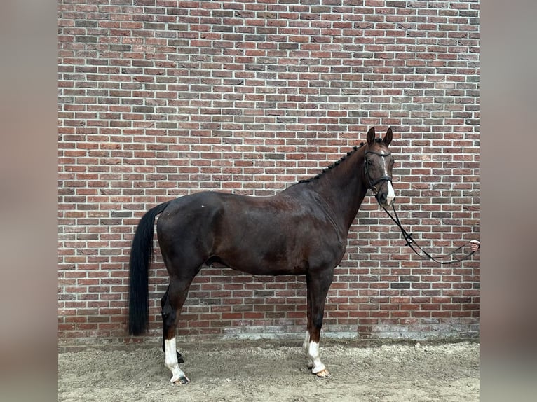 KWPN Gelding 11 years 17,2 hh  in GROTE-BROGEL