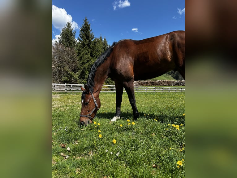 KWPN Gelding 11 years 17,3 hh Brown in Schladming