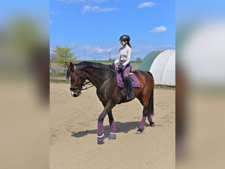 KWPN Gelding 11 years 18 hh Bay in Üllő
