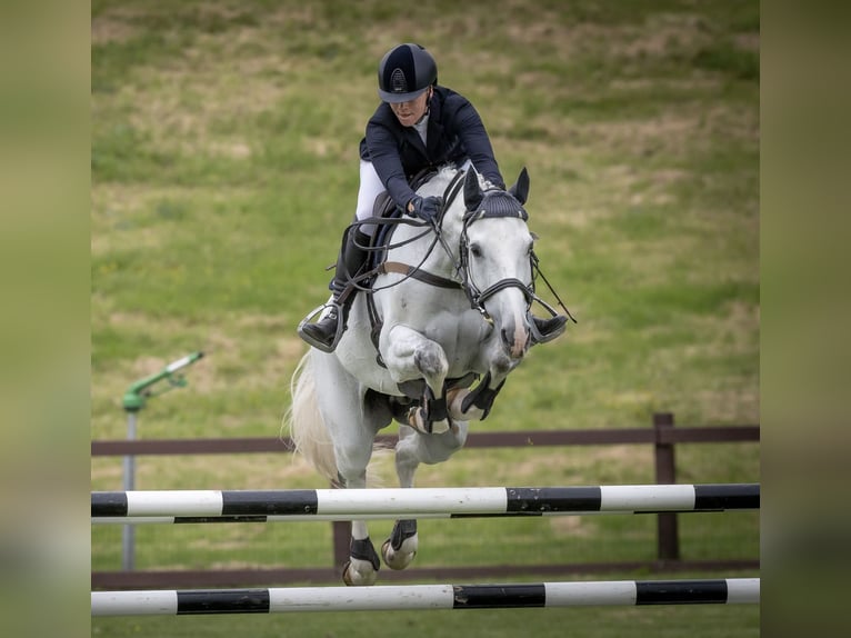 KWPN Gelding 11 years Grey in Farra di Soligo